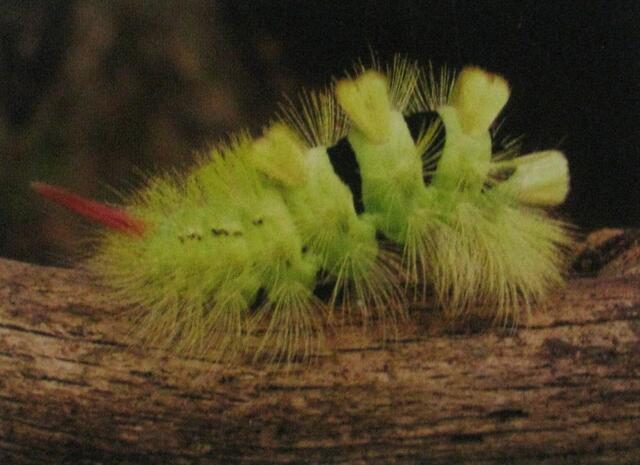 Oktober "Buchen-Streckfuß"