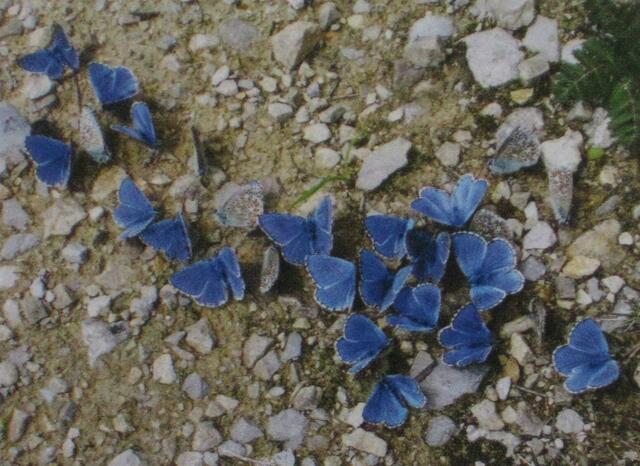 Mai "Himmelblauer Bläuling"