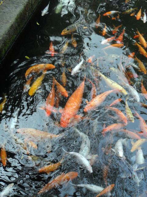 Millionen von Karpfen schwimmen und jagen einander im Wasser.