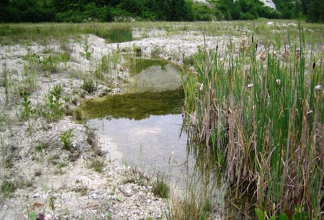 Nicht nur seltene Biotope werden hier gefunden