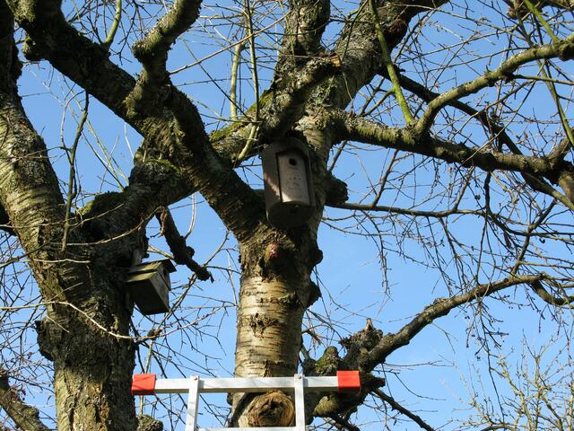 Nistkästen am Kirschbaum