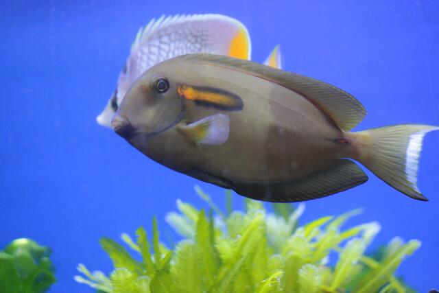 Fische kenne alle nicht. Wer bist Du?