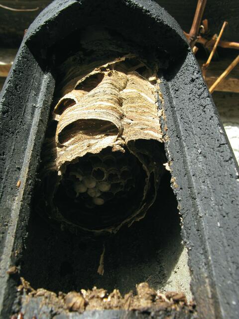 Schönes Nest da rein gebaut