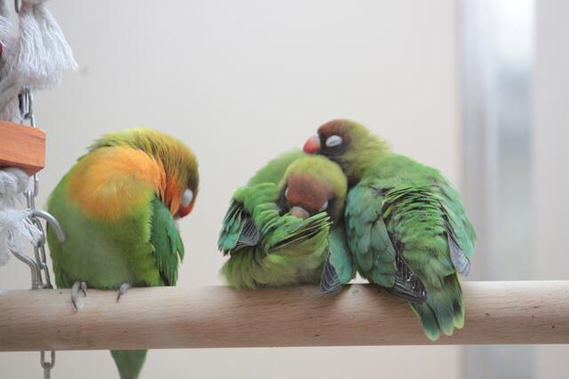 Schmusen ist wichtig.