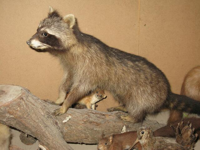 Ein Dachbewohner unter dem Dach im Naturkundehaus Damm