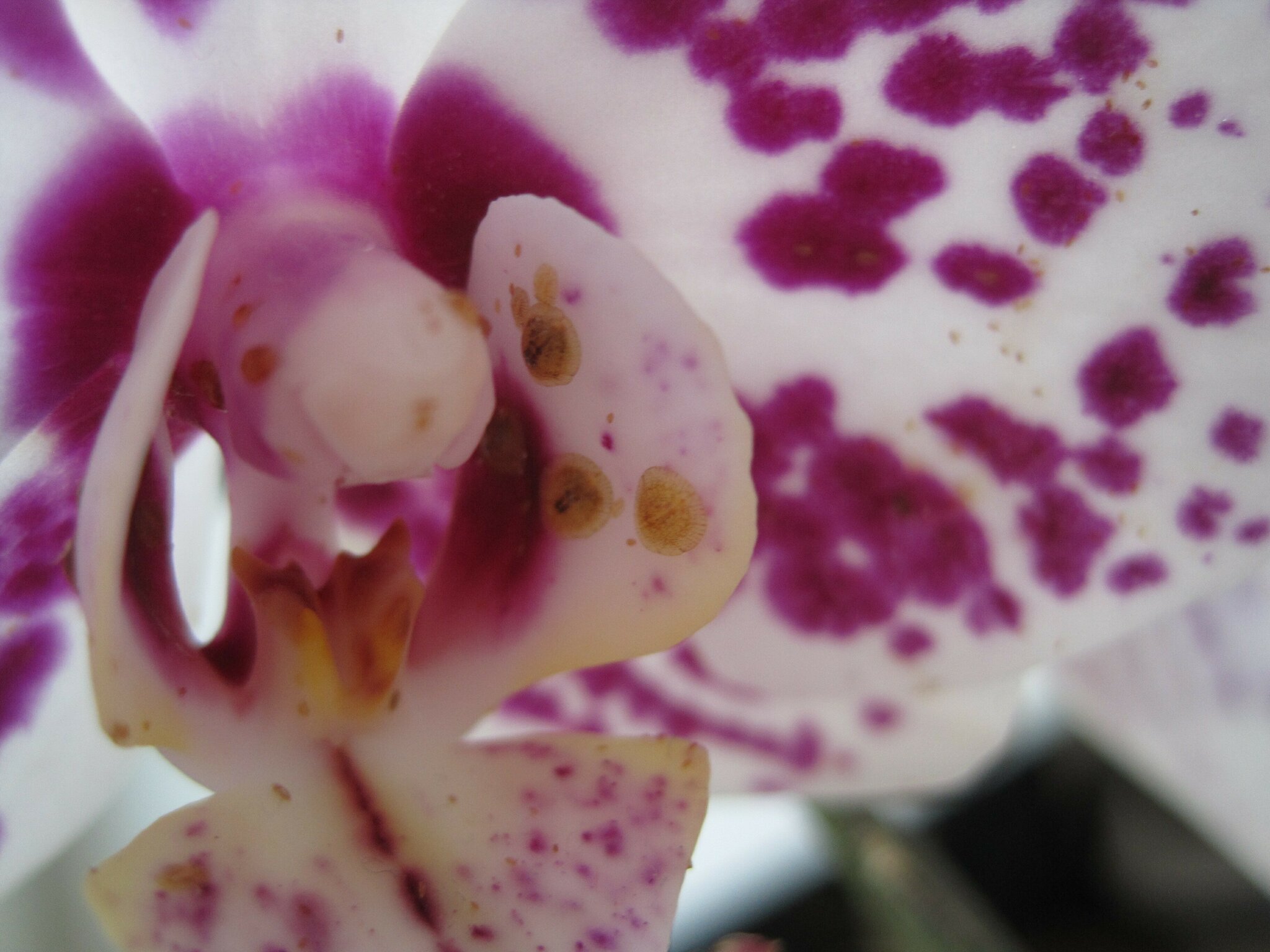 Luse auf Orchideen: Was tun? Schildluse? Wolluse? Blattluse? - Augsburg