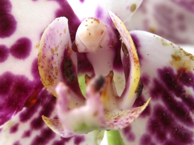 Orchiddenblüte mit vielen Läusen