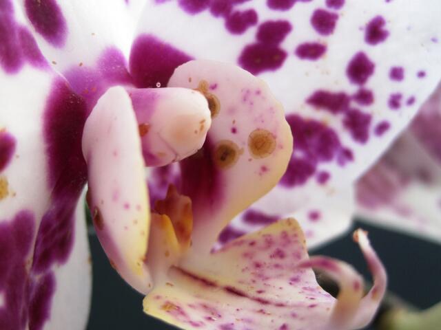 Schildförmige Schädlinge in der Orchideenblüte?