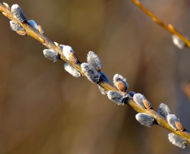 Der Frühling lässt grüßen