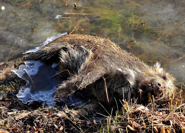 Ein junges Wildschwein hat den Einbruch ins Eis nicht überlebt