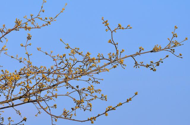 Der Frühling ist nicht aufzuhalten