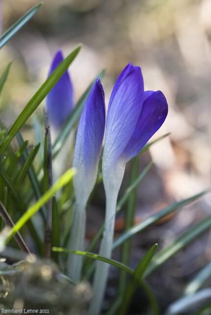 Himmelblaue Krokusse