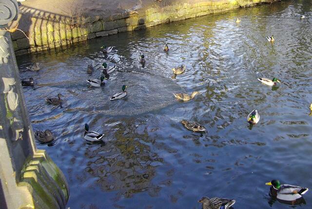 Schlossgraft - die meisten Vögel sind männliche Stockenten. Es leben auch Höckerschwäne und rotbraune Nilgänse im Schlosspark.