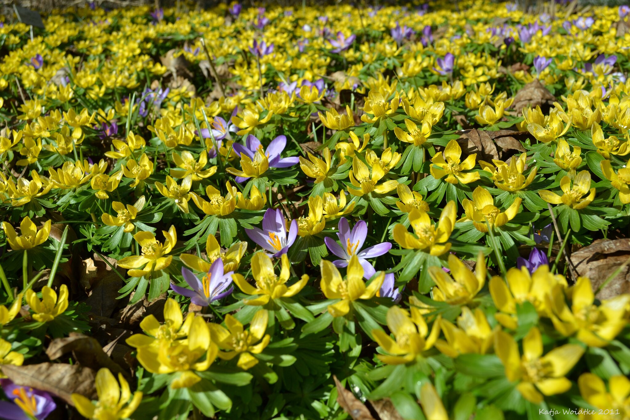 Parks und Gärten in Niedersachsen Frühlingsboten im Berggarten