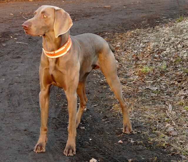 Ein junger Weimaranerrüde - Er muss um hier in der Feldmark frei zu laufen "Wildgehorsam" gelernt haben! In der Brut-, Setz- und Aufzuchtzeit - vom 1. April bis 15. Juli - müssen er und alle anderen Hunde an der Leine geführt werden. Siehe Bild Nr.13.