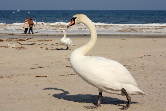 Nicht nur Menschen spazieren am Strand