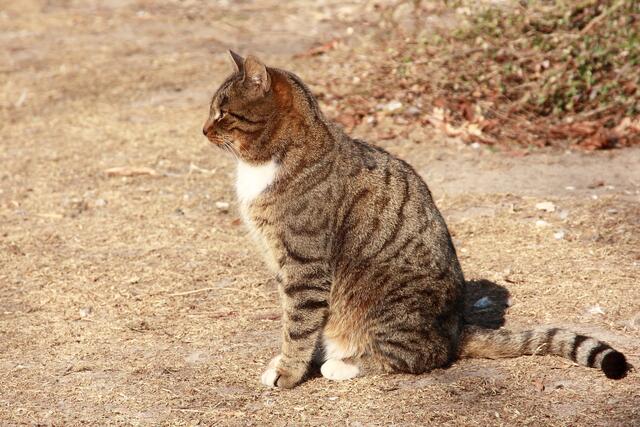 Polnische Wachkatze