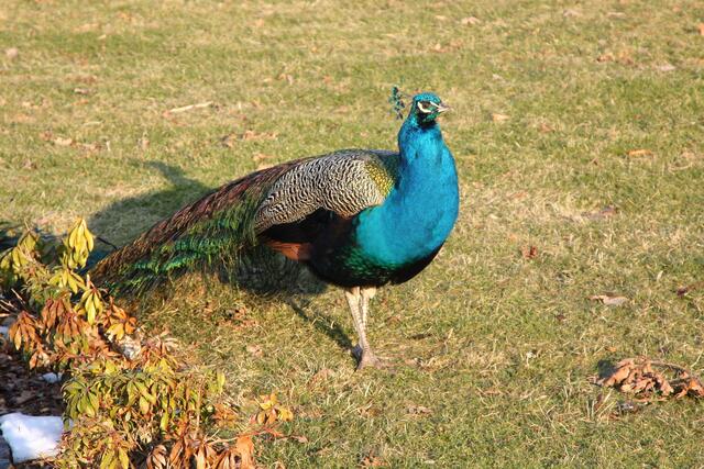 Im Schlosspark: Fasanenmann