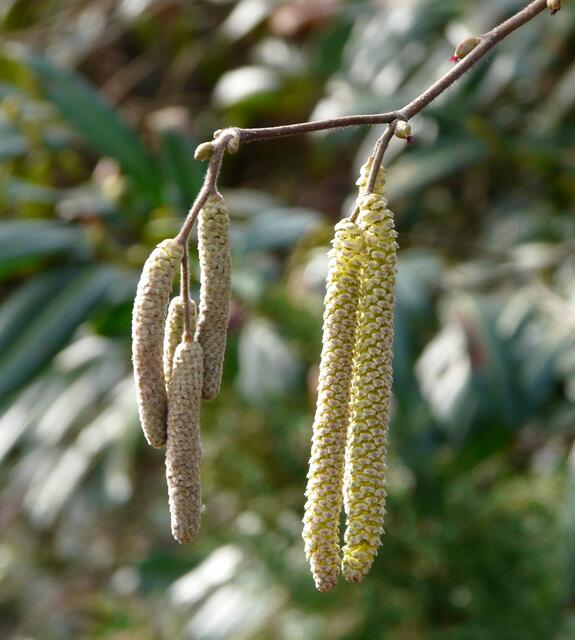 Hasel ( Corylus avellana)
