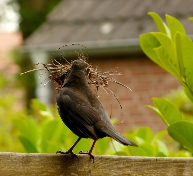 "Ökologischer Wohnungsbau" im Garten. Die Amsel zeigt uns...