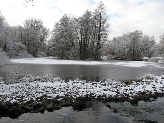 Ein Entenparadies: Der Vierthaler Teich nebenan