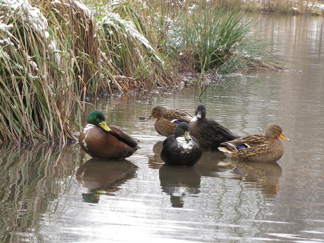 Wir haben den Schnabel voll vom Winter