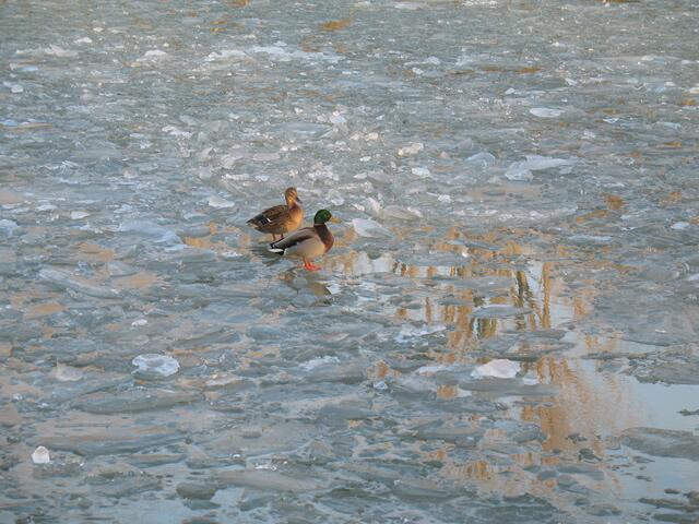 Wo gibts hier was zu fressen?