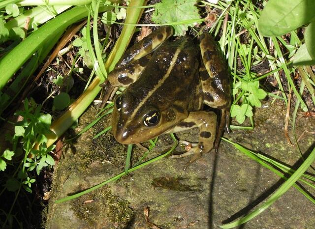 Ein brauner Grünfrosch