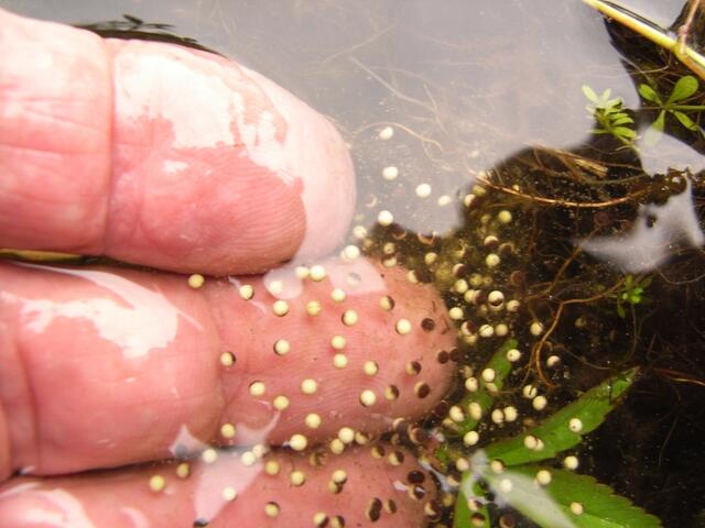 Gesunder Froschlaich