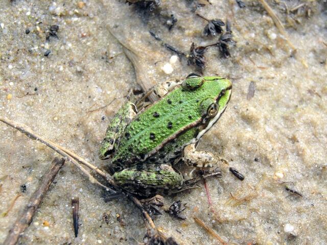 Ein Jungfrosch vom letzten Jahr