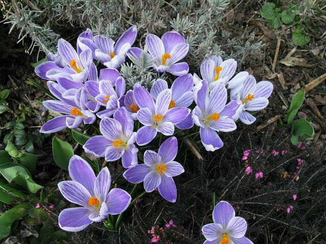 Krokusblüten in einem zarten Blau