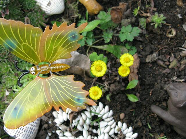 Huflattich und winterfester Schmetterling