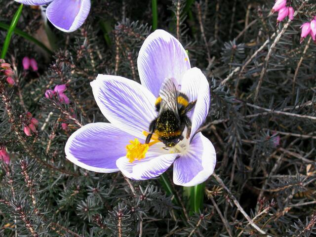 Hummelkönigin in einer Krokusblüte