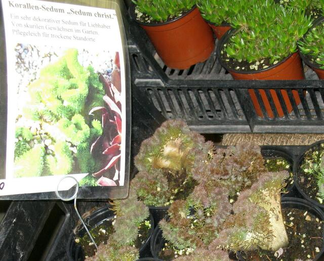 Korallen-Sedum auf der Gartenaustellung in Gießen