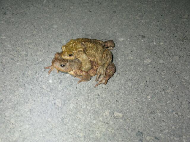 Dem Pärchen konnte ich über die Straße helfen