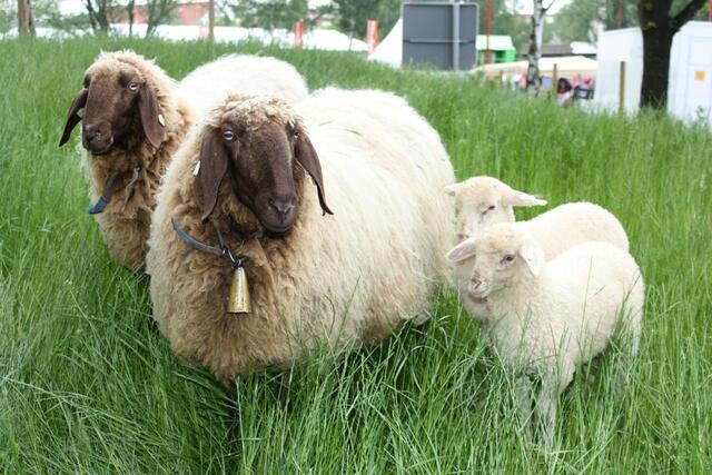 Präsentation historischer Nutztierrassen im Heinz-Lang-Park (27.05.2010)