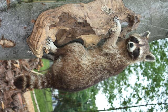 Ein Waschbär bei der Präsentation des Nationalparks Kellerwald-Edersee (29.05.2010)