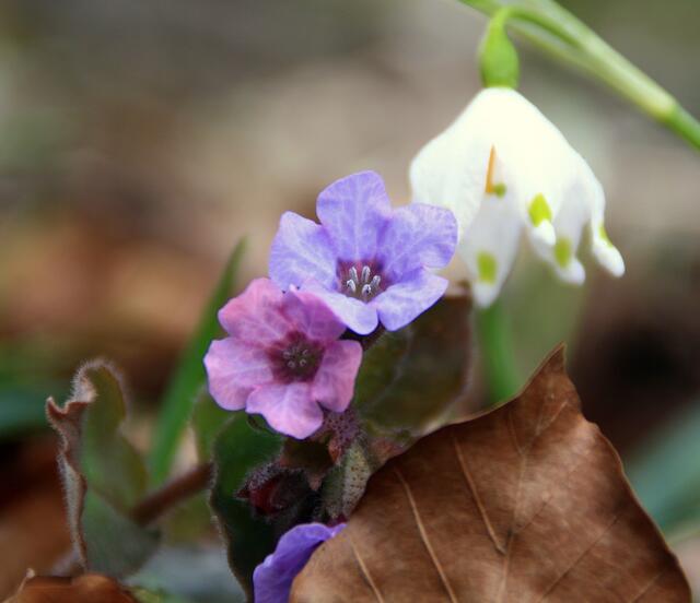 Lungenkraut und Märzbecher.