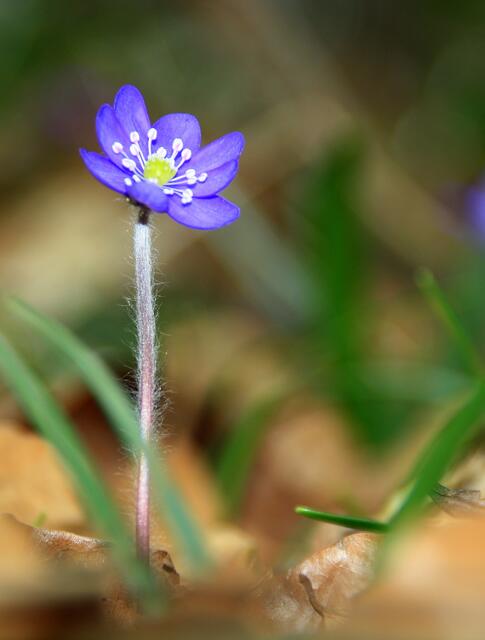 Leberblümchen, die Farbe der Hoffnung.