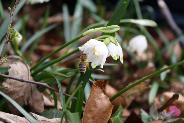Die Wildbienen sind schon fleißig.