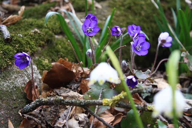 Leberblümchen u. Märzbecher