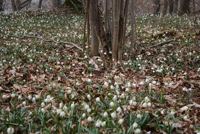 Märzenbecher, soweit das Auge reicht.
