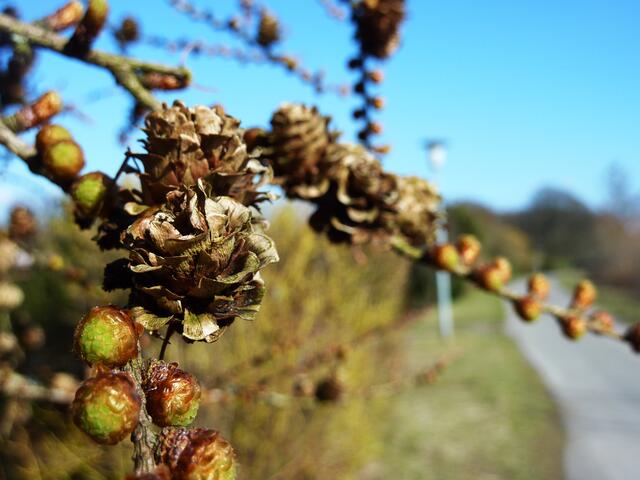 Das sind keine vertrockneten Rosenblüten, sondern Lärchenzapfen und Lärchenknospen.