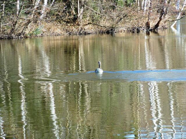 Sie sorgt für azurblaue Farbe im See.