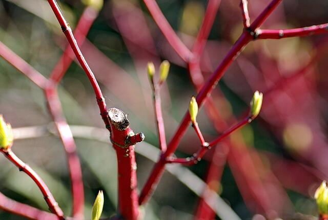 Roter Hartriegel - Cornus