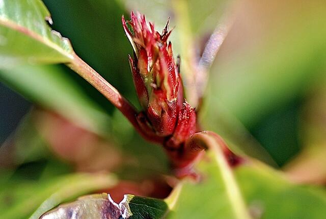 Rotlaubige Glanzmispel -  Photinia  Red Robin