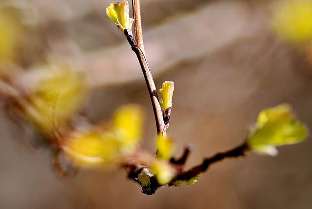 Gelbe Fasanenspiere (Physocarpus Darts Gold)