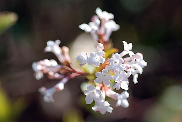 Duftschneeball - Viburnum farreri