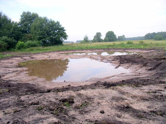 Laubfrosch Teich Neuanlage im Engebruche