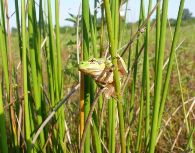 Frosch in Binsen | Foto: Uwe Manzke